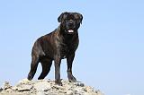 BULLMASTIFF 337